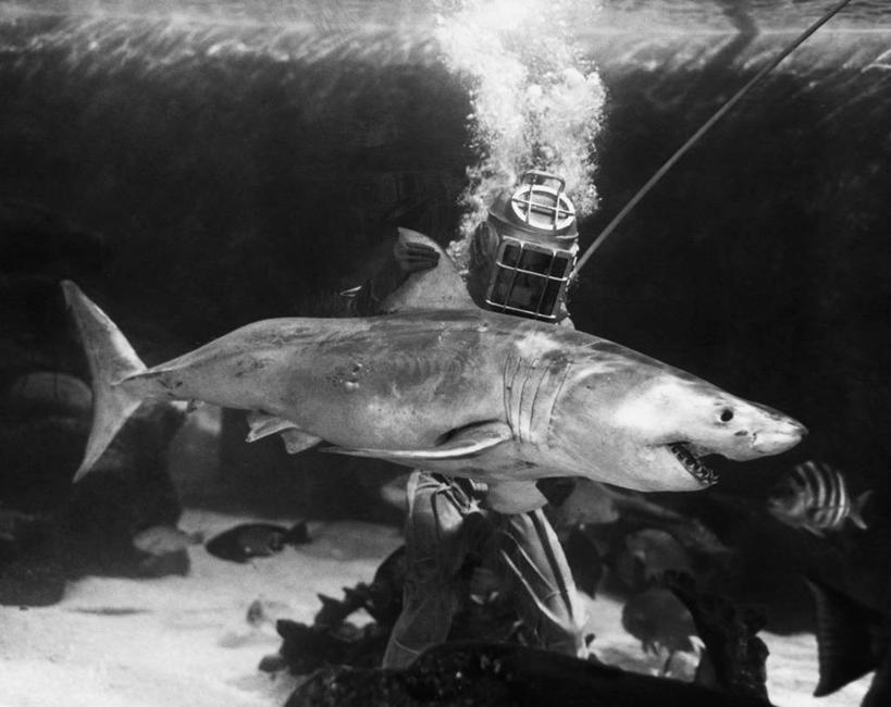 一个人,横图,黑白,室外,探险,运动,水下,水,鲨鱼,野生动物,朦胧,模糊,潜水镜,鱼类,探索,潜水,摄影,水肺潜水