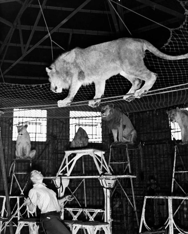 西方人,成年人,一个人,人群,教师,演员,马戏团,竖图,黑白,室内,仰视,残酷,哺乳动物,野生动物,狮子,欧洲,欧洲人,仅一个男性,仅一个人,表演,钢丝,网,笼子,表演者,仅一个年轻男性,杂技,动物,平衡,角度,摄影,主题,特技,教员,驯兽师,技能,暴虐,残暴,惨酷,危险,信任,严酷,男人,男性,年轻男性,白种人,年轻人,老师,步行,低角度拍摄,杂伎,先生,服从