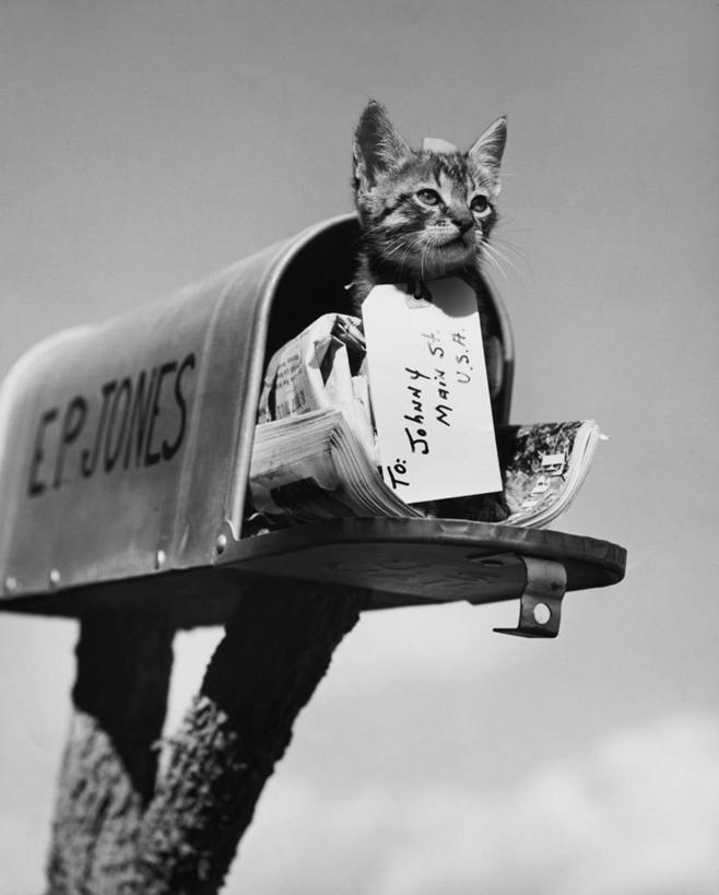 无人,竖图,室外,白天,仰视,哺乳动物,猫,野生动物,礼物,邮件,小猫,邮筒,动物,家畜,角度,摄影,猫科动物,彩图,低角度拍摄,递送