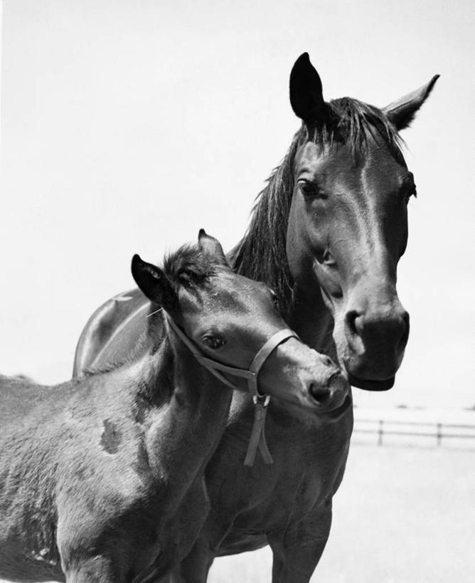 无人,竖图,黑白,室外,白天,哺乳动物,宠物,马,野生动物,依靠,动物,两只,摄影,牲畜,食草动物,保护,关爱,鬃毛,驹,触摸