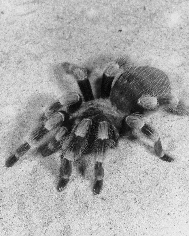 无人,竖图,俯视,黑白,室外,白天,野生动物,昆虫,蜘蛛,无脊椎动物,动物,角度,摄影,怪异,恐怖,主题,狼蛛,危险,高角度拍摄,恐惧症,蜘蛛恐惧症