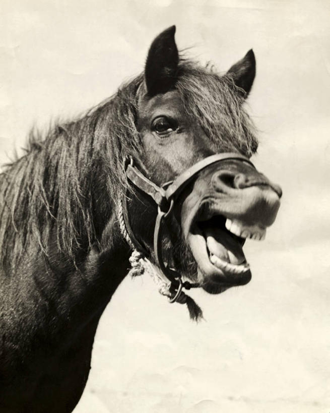 无人,竖图,室外,特写,白天,哺乳动物,马,野生动物,大喊,动物,家畜,摄影,幽默,大叫,肖像,鬃毛,大呼,彩图,动物行为