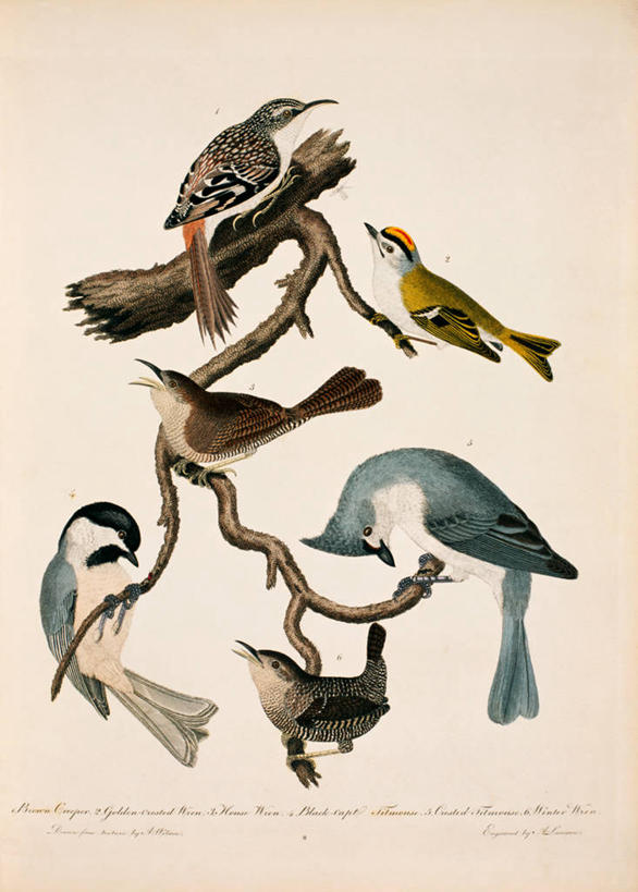 无人,坐,竖图,插画,数码,科技,野生动物,阴影,网络,鸟类,枝,高光,几何,计算机图形,合成,图画,画,栖息,多样,电脑合成图,数码合成图,合成图,漫画,写实,具体,具象,鹪鹩,彩图