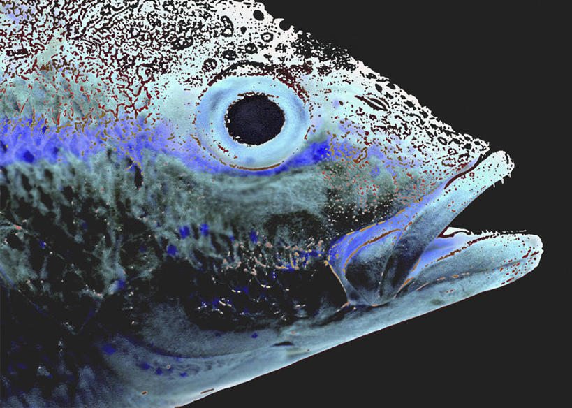 无人,横图,插画,特写,侧面,绘画,数码,科技,野生动物,古巴,阴影,黑色背景,艺术,网络,高光,几何,计算机图形,古典,合成,图画,文化,鱼类,画,蓝色,工艺品,品味,美术,电脑合成图,数码合成图,北美,高雅,北美洲,合成图,美洲,漫画,省会,写实,具体,具象,美学,北亚美利加洲,亚美利加洲,古巴共和国,马坦萨斯省,彩图,马坦萨斯