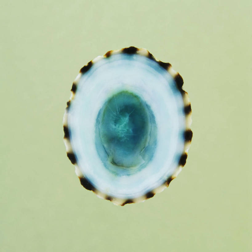 无人,方图,插画,特写,数码,科技,美景,静物,绿色背景,阴影,条纹,光线,网络,景观,光芒,高光,几何,计算机图形,合成,图画,画,一个,自然,景色,单个,电脑合成图,数码合成图,合成图,自然风光,漫画,写实,具体,具象,帽贝,彩图,影棚拍摄