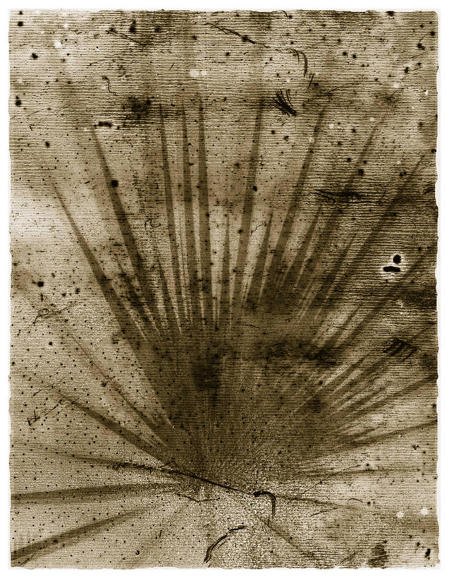 无人,竖图,插画,绘画,数码,科技,棕榈树,叶子,相框,阴影,艺术,网络,高光,几何,计算机图形,合成,图画,画,自然,颜料,怀旧,美术,电脑合成图,数码合成图,脆弱,合成图,记忆,漫画,写实,具体,具象,美洲蒲葵,彩图