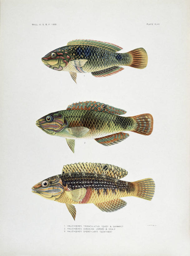 无人,竖图,插画,白色背景,侧面,绘画,数码,科技,野生动物,三只,阴影,艺术,印刷,网络,高光,几何,计算机图形,古典,合成,图画,文化,鱼类,画,黄色,绿色,自然,工艺品,品味,美术,电脑合成图,数码合成图,高雅,合成图,漫画,写实,具体,具象,美学,濑鱼,彩图,平版印刷