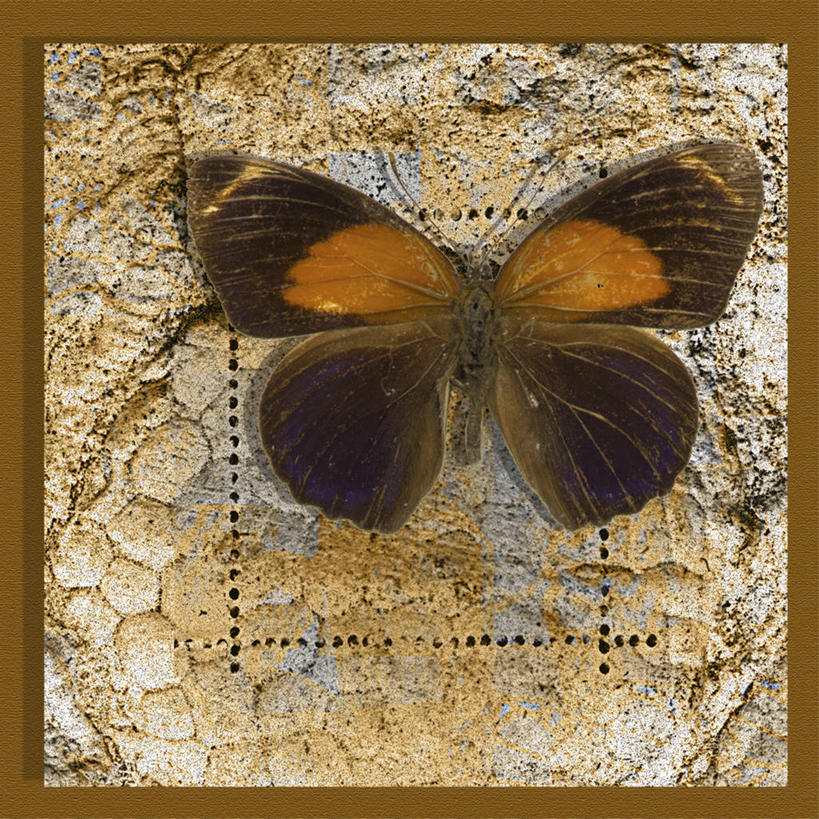 无人,坐,横图,方图,插画,特写,数码,科技,蝴蝶,阴影,网络,昆虫,高光,几何,计算机图形,合成,图画,海洋生物,无脊椎动物,画,电脑合成图,数码合成图,脆弱,合成图,水生动物,水生物,棘皮动物,漫画,海底动物,计算机制图,肌理,写实,具体,具象,海百合,彩图