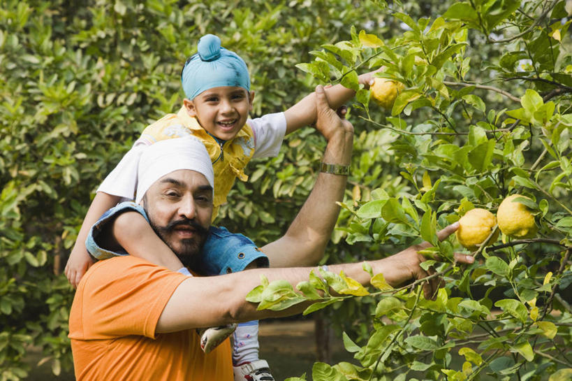 儿童,成年人,老年人,胡须,两个人,祖父,农场,笑,微笑,露齿笑,横图,室外,白天,满意,纯洁,采摘,柠檬,印度,检查,头巾,枝,首都,饮食,小孩,柠檬树,可爱,童年,童趣,摄影,生长,清新,肖像,童真,烂漫,无邪,健康食物,新德里,天真,老年男性,男孩,男人,男性,印度人,孩子,胡子,络腮胡,孙子,半身,彩图