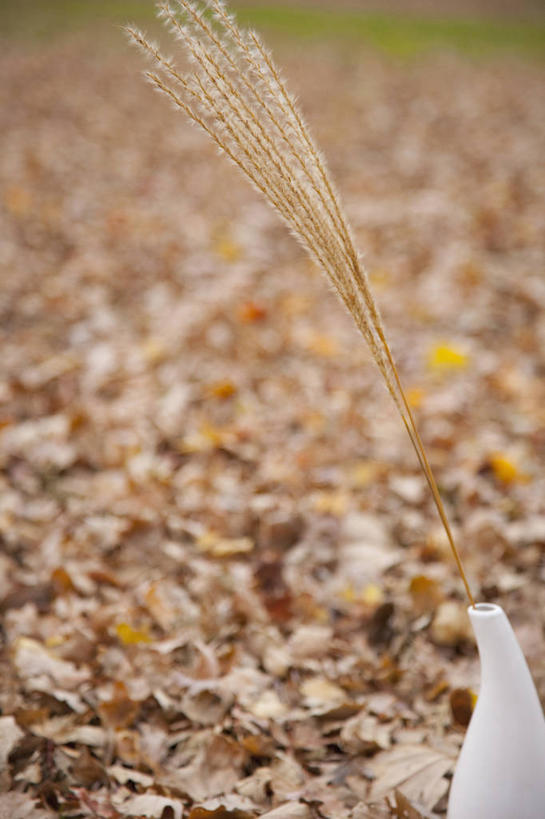 无人,竖图,俯视,室外,特写,白天,秋季,芦苇,叶子,一堆,许多,阴影,堆叠,堆积,朦胧,模糊,光线,影子,泥土,土壤,枯叶,落叶,很多,玻璃制品,一个,阳光,玻璃瓶,瓶子,单个,堆,芦芛,芦,苇,叶,叶片,秋,秋天,彩图,高角度拍摄