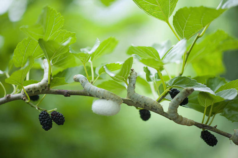 无人,横图,室外,特写,白天,正面,美景,植物,叶子,四只,阴影,朦胧,模糊,光线,昆虫,蚕,影子,景观,绿叶,枝条,停留,树,树木,树枝,绿色,阳光,自然,动物,嫩叶,景色,生长,成长,停止,自然风光,益虫,逗留,停顿,虬枝,枝杈,家蚕,蚕宝宝,桑蚕,叶,叶片,彩图,全身