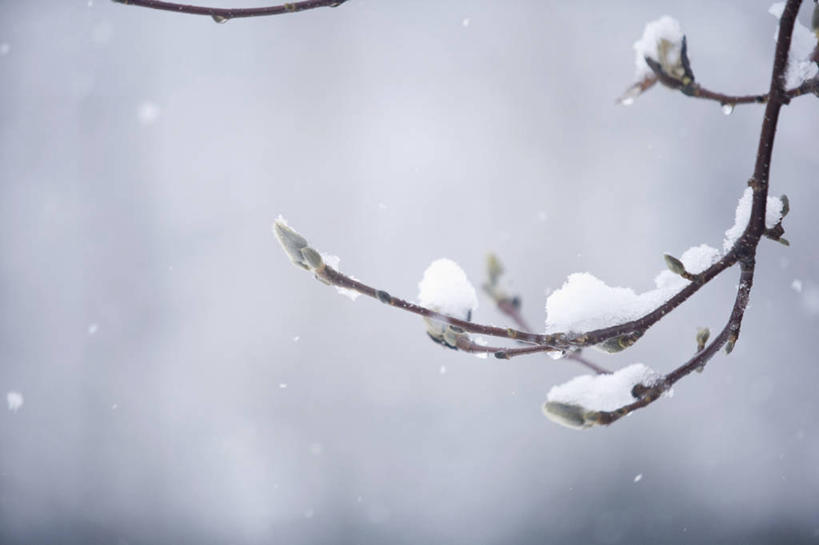 无人,横图,室内,特写,白天,正面,美景,雪,大雪,玉兰花,阴影,朦胧,模糊,光线,影子,积雪,景观,雪景,冬季,冬天,枝条,树枝,阳光,自然,景色,寒冷,自然风光,辛夷,严寒,木兰花,虬枝,枝杈,玉兰,应春花,木兰,白玉兰,玉树,彩图,望春,玉堂春