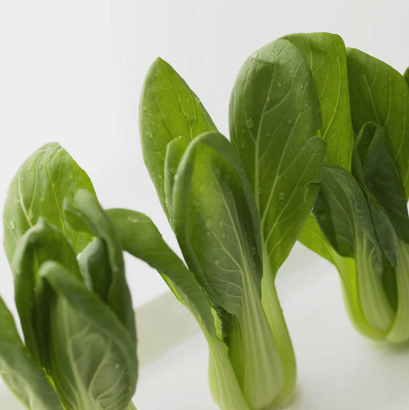 无人,竖图,室内,特写,白天,白色背景,正面,阴影,反射,影子,青菜,三个,白色,摄影,影棚,小白菜,不结球白菜,彩图,影棚拍摄,拍摄