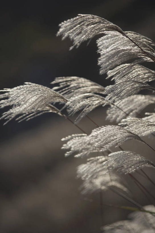 无人,竖图,室外,特写,白天,正面,草地,草坪,美景,植物,芦苇,阴影,朦胧,模糊,光线,影子,景观,草,绿色,阳光,自然,景色,自然风光,芦芛,芦,苇,彩图