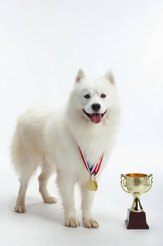 无人,站,竖图,室内,白天,白色背景,正面,成功,胜利,宠物,狗,阴影,反射,影子,注视,一个,一只,白色,动物,观察,看,站着,光彩,可爱,摄影,影棚,单个,观看,察看,关注,奖牌,荣誉,奖品,萨摩耶,忠诚,荣耀,萨摩,萨摩耶德犬,萨摩耶犬,光荣,犬,站立,彩图,全身,影棚拍摄,拍摄,奖杯