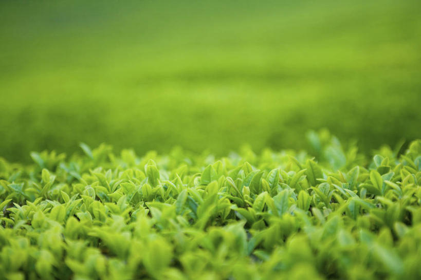 无人,横图,室外,特写,白天,正面,幸福,草地,草坪,美景,植物,茶,阴影,朦胧,模糊,光线,影子,景观,茶叶,娱乐,茶园,草,绿色,阳光,自然,享受,休闲,温馨,景色,放松,乐趣,提神,舒适,自然风光,醒脑,茶场,彩图