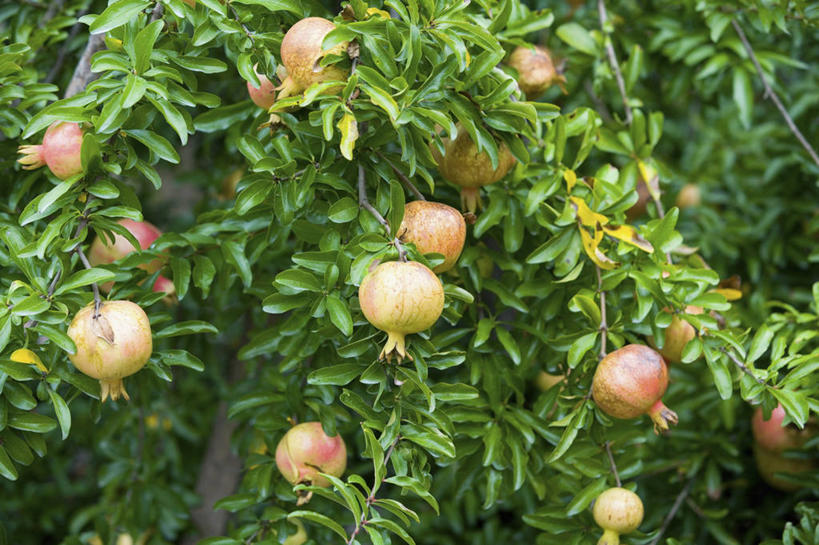 无人,横图,室外,特写,白天,正面,美景,植物,石榴,水果,许多,吊挂,悬挂,阴影,新鲜,光线,影子,景观,生食,食品,果实,果树,很多,挂,树,树木,食物,绿色,阳光,自然,景色,石榴树,有机食品,绿色食品,生长,成长,自然风光,涂林,若榴,金罂,金庞,丹若,安石榴,彩图