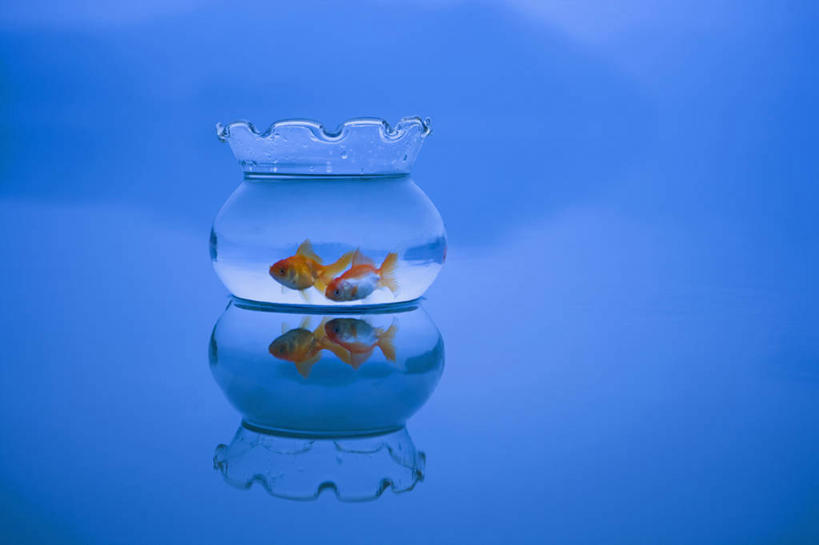 游泳,无人,横图,室外,白天,正面,旅游,度假,湖,湖泊,美景,日落,水,雾,玻璃,法国,欧洲,朦胧,模糊,金鱼,鱼,湖面,景观,水流,水面,晚霞,霞光,落日,鱼缸,娱乐,鱼类,玻璃制品,一个,一只,倒影,自然,黄昏,湖水,享受,休闲,景色,彩霞,放松,单个,迷雾,倒映,西欧,法兰西,自然风光,水生动物,水生物,法兰西共和国,法兰西第五共和国,观赏鱼,金鲫鱼,泅水,夕照,反照,薄暮,拍浮,南部.比利牛斯,南部.比利牛斯大区,塔恩省,大雾,夕阳,彩图,全身,傍晚,淡水生物,斜阳