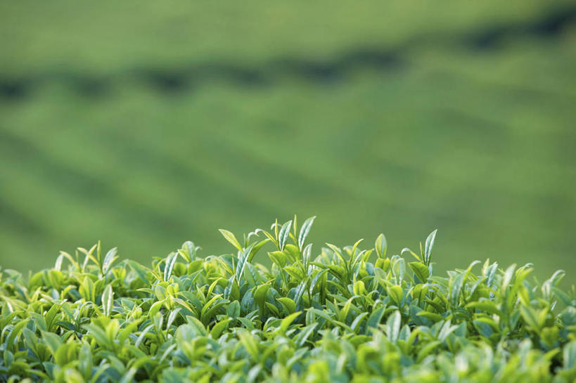 无人,横图,室外,特写,白天,正面,幸福,草地,草坪,美景,植物,茶,阴影,朦胧,模糊,光线,影子,景观,茶叶,娱乐,茶园,草,绿色,阳光,自然,享受,休闲,温馨,景色,放松,乐趣,提神,舒适,自然风光,醒脑,茶场,彩图