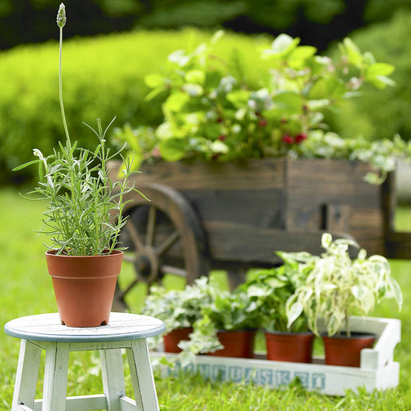 无人,竖图,室外,白天,正面,草地,草坪,植物,五个,一辆,许多,阴影,朦胧,模糊,光线,木制,板凳,盆栽,推车,影子,凳子,盆景,车,草,树,树木,绿色,阳光,自然,木制品,手推车,交通工具,生长,成长,货车,小推车,载具,搬运车,彩图,平板车,手拉车