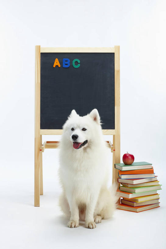 无人,坐,竖图,室内,白天,白色背景,正面,宠物,狗,苹果,书籍,水果,一堆,许多,阴影,堆叠,堆积,新鲜,反射,影子,生食,食品,果实,很多,注视,食物,一个,一只,红色,白色,灰色,动物,黑板,书本,红苹果,观察,看,可爱,教学,摄影,有机食品,绿色食品,影棚,单个,观看,堆,察看,关注,萨摩耶,忠诚,耐磨,萨摩,萨摩耶德犬,萨摩耶犬,教学黑板,书,图书,犬,坐着,彩图,全身,影棚拍摄,拍摄