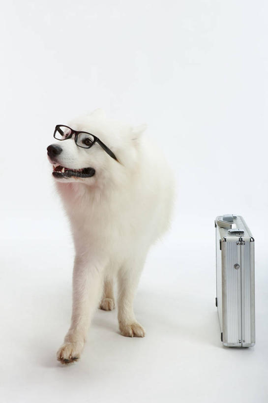 无人,站,竖图,室内,白天,白色背景,正面,宠物,狗,金属制品,一副,阴影,反射,金属,包,公文包,眼镜,影子,注视,一个,一只,白色,动物,观察,看,站着,可爱,摄影,影棚,单个,公事包,观看,察看,关注,近视眼镜,萨摩耶,忠诚,萨摩,萨摩耶德犬,萨摩耶犬,犬,站立,彩图,全身,影棚拍摄,拍摄