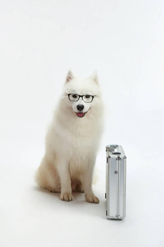 无人,坐,竖图,室内,白天,白色背景,正面,宠物,狗,金属制品,一副,阴影,反射,金属,包,公文包,眼镜,影子,注视,一个,一只,动物,观察,看,可爱,摄影,影棚,单个,公事包,观看,察看,关注,近视眼镜,萨摩耶,忠诚,萨摩,萨摩耶德犬,萨摩耶犬,犬,坐着,彩图,全身,影棚拍摄,拍摄