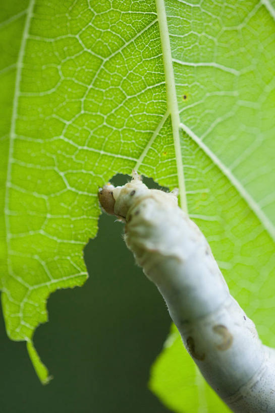 无人,吃,竖图,室外,特写,白天,正面,微距,美景,植物,叶子,阴影,光线,昆虫,蚕,纹理,影子,景观,绿叶,停留,一只,绿色,阳光,自然,动物,嫩叶,景色,停止,自然风光,益虫,肌理,逗留,停顿,家蚕,蚕宝宝,桑蚕,叶,叶片,叶脉,嚼,食,半身,彩图,微距摄影