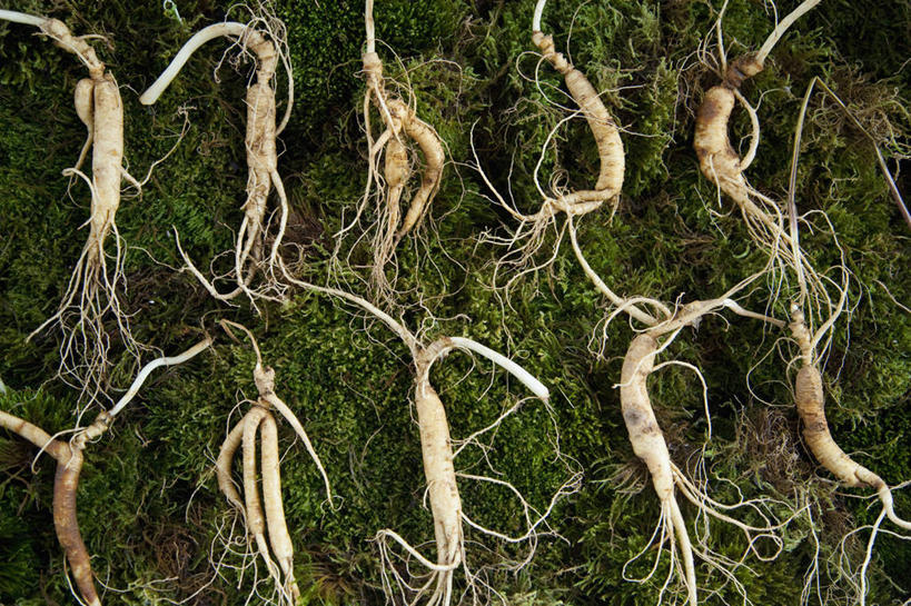 无人,横图,俯视,室外,特写,白天,植物,人参,一排,许多,阴影,整齐,并列,并排,光线,影子,青苔,草药,苔藓,药草,很多,中药,排列,阳光,队列,药材,中草药,平行,中药材,本草,百尺杵,海腴,皱面还丹,人衔,参,彩图,高角度拍摄