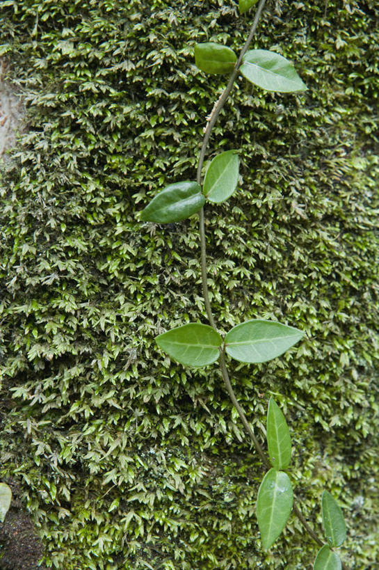 无人,竖图,室外,特写,白天,正面,美景,植物,叶子,阴影,环保,光线,影子,景观,绿叶,防护,树,树木,绿色,阳光,自然,嫩叶,景色,生长,成长,美好,美妙,自然风光,间隔,美观,雅观,绿篱,生篱,树篱,植篱,叶,叶片,彩图
