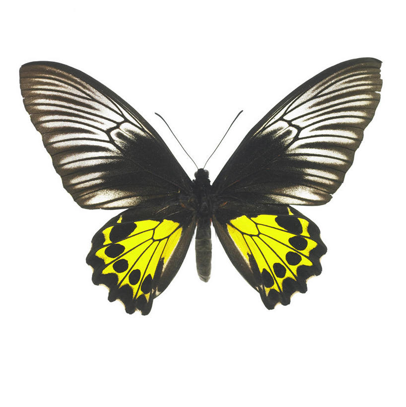 无人,竖图,室内,特写,白天,白色背景,正面,蝴蝶,伸展,张开,展翅,翅膀,昆虫,一只,黄色,黑色,动物,摄影,影棚,益虫,张开翅膀,展开翅膀,彩图,全身,影棚拍摄,拍摄