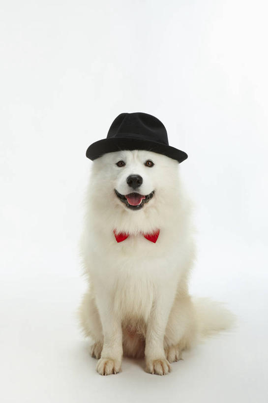 无人,坐,竖图,室内,白天,白色背景,正面,宠物,狗,帽子,阴影,反射,领结,影子,注视,礼帽,一只,红色,白色,黑色,动物,观察,看,可爱,摄影,影棚,观看,察看,象征,庄重,关注,身份,萨摩耶,忠诚,正式,地位,一顶,萨摩,萨摩耶德犬,萨摩耶犬,犬,坐着,彩图,全身,影棚拍摄,拍摄