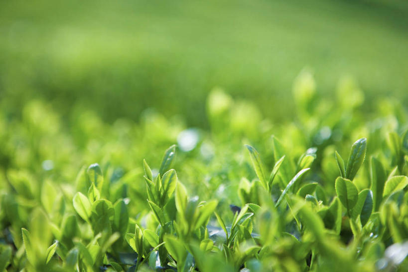 无人,横图,室外,特写,白天,正面,幸福,美景,茶,阴影,朦胧,模糊,新鲜,光线,影子,景观,茶叶,娱乐,茶园,绿色,阳光,自然,享受,休闲,温馨,景色,放松,乐趣,青春,提神,舒适,生命,自然风光,醒脑,和平,安详,茶场,冷色,彩图