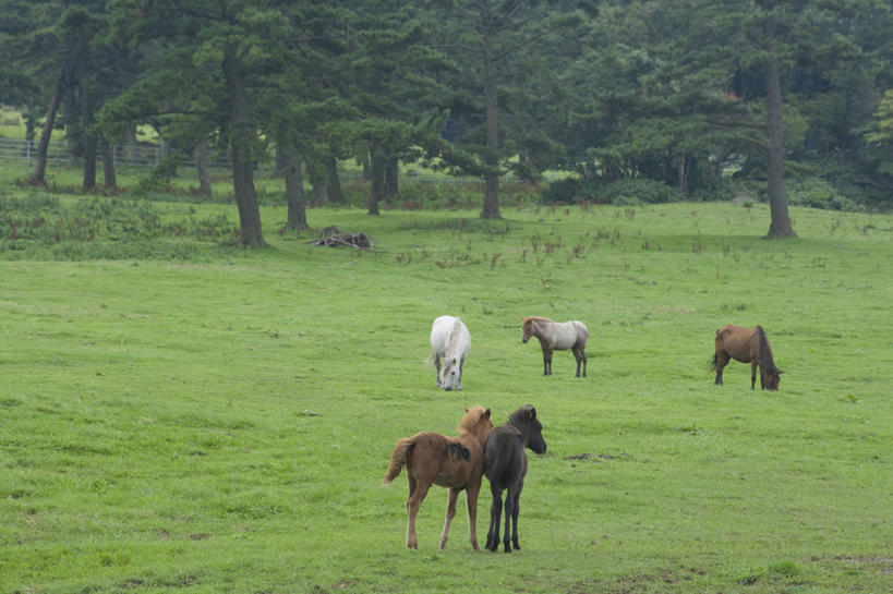 无人,农场,站,吃,横图,室外,白天,侧面,畜牧业,牧场,草地,草坪,美景,树林,植物,马,野生动物,阴影,光线,影子,景观,注视,五匹,草,树,树木,绿色,阳光,自然,动物,低头,观察,看,站着,景色,运输,牲畜,生长,成长,观看,察看,关注,自然风光,畜牧,牧业,垂头,嚼,食,站立,彩图,全身