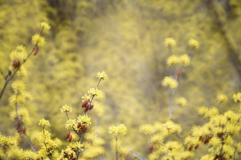 无人,横图,室外,特写,白天,正面,美景,植物,朦胧,模糊,盛开,景观,枝条,花蕾,花,花瓣,花朵,鲜花,树,树木,树枝,黄色,绿色,自然,花苞,花蕊,景色,生长,成长,自然风光,避邪,思念,虬枝,枝杈,茱萸,辟邪翁,越椒,彩图
