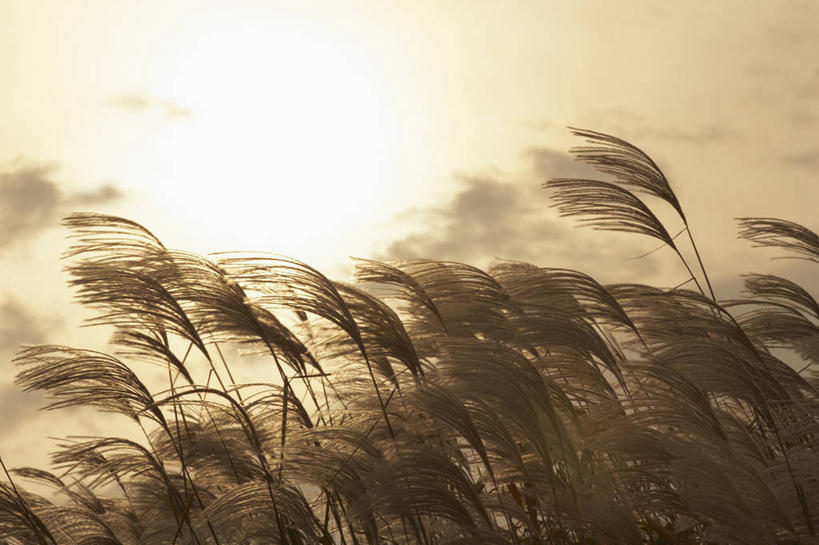 无人,横图,室外,特写,白天,正面,美景,日落,植物,芦苇,枯萎,景观,晚霞,霞光,落日,枯草,背光,草,黄色,自然,黄昏,景色,彩霞,自然风光,逆光,芦芛,夕照,芦,苇,薄暮,夕阳,彩图,傍晚,斜阳