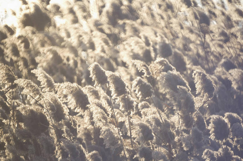 无人,横图,室外,特写,白天,正面,美景,植物,芦苇,阴影,枯萎,朦胧,模糊,光线,影子,景观,枯草,草,黄色,阳光,自然,景色,自然风光,芦芛,芦,苇,彩图