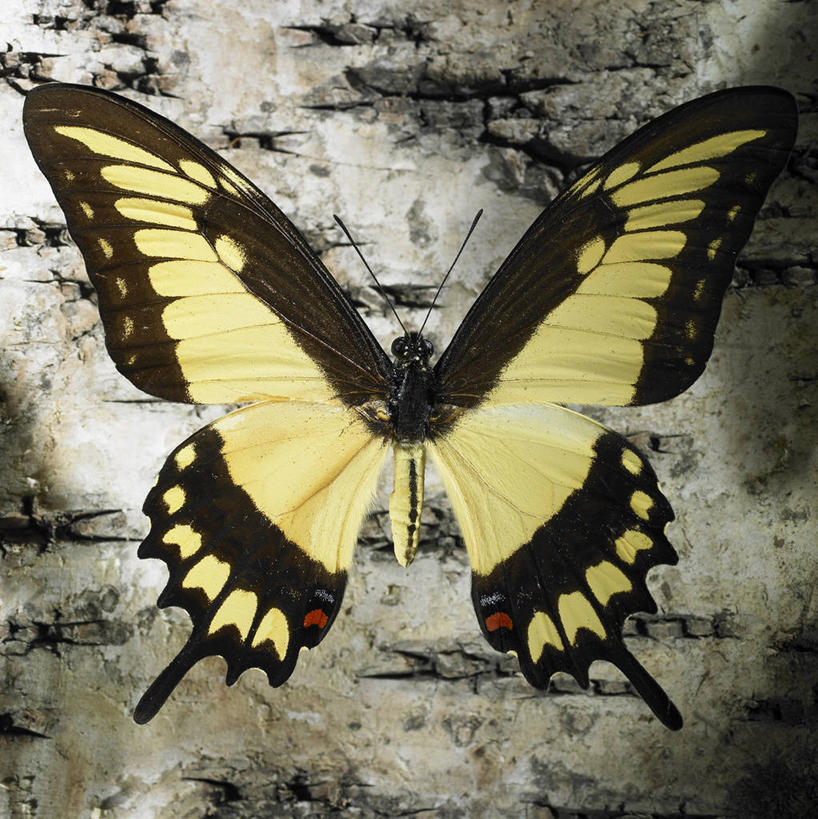无人,竖图,室内,特写,白天,正面,石头,蝴蝶,伸展,张开,展翅,翅膀,昆虫,石子,一只,黄色,黑色,动物,益虫,张开翅膀,展开翅膀,石块,岩石,彩图,全身