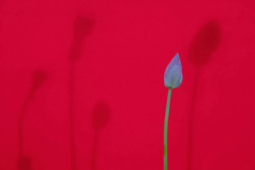 无人,横图,室外,特写,白天,正面,睡莲,阴影,红色背景,盛开,光线,影子,花蕾,花,花瓣,花朵,鲜花,一朵,蓝色,阳光,花苞,花蕊,纯真,妖艳,水芹花,抒情,洁净,水洋花,小莲花,子午莲,彩图