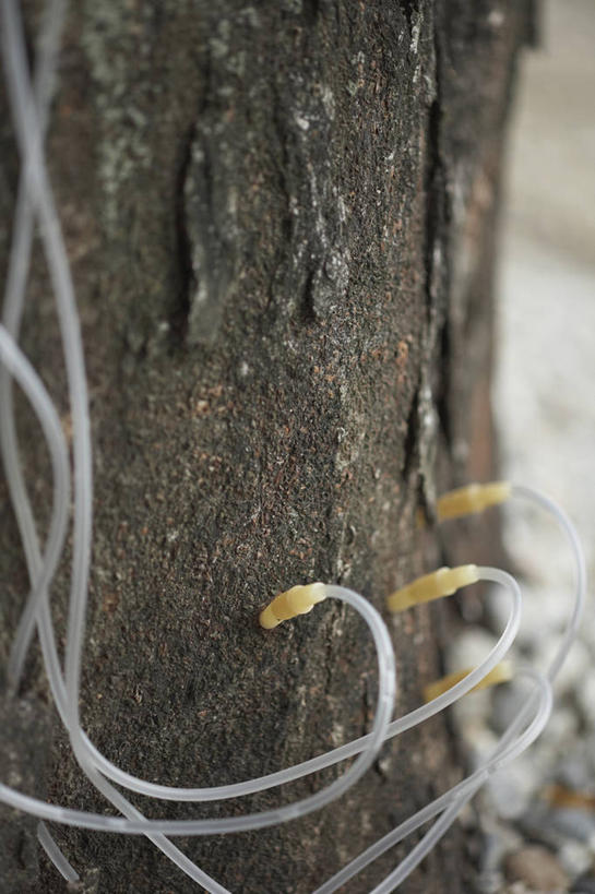 无人,竖图,室外,特写,白天,正面,朦胧,模糊,树桩,树,树干,木桩,针管,针筒,注射,医疗,医疗设备,注射器,彩图