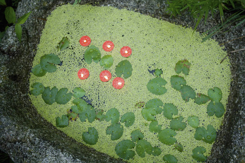 无人,横图,俯视,室外,白天,美景,植物,蜡烛,阴影,光线,火焰,影子,烛光,池塘,景观,水池,浮萍,燃烧,绿色,自然,点燃,景色,生长,成长,自然风光,水生植物,彩图,高角度拍摄,青萍