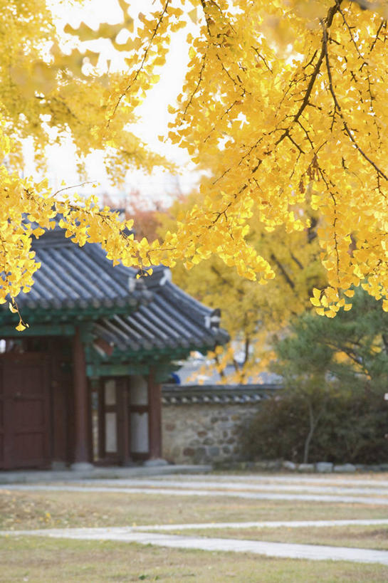 无人,家,竖图,室外,白天,正面,美景,树林,植物,银杏树,房屋,墙,屋顶,屋子,景观,顶棚,楼房,墙壁,墙面,住宅,树,树木,绿色,天空,自然,天,景色,生长,成长,自然风光,鸭脚树,银杏,公孙树,白果,彩图,房子