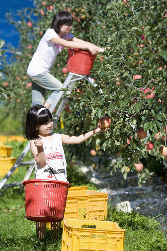 东方人,儿童,中年人,两个人,家庭,母亲,女儿,果园,站,举,攀登,竖图,室外,白天,正面,纯洁,树林,田园,植物,苹果,水果,金属制品,亚洲,握,阴影,服装,裤子,新鲜,装饰,光线,金属,梯子,桶,头饰,影子,塑料,阶梯,生食,食品,果实,果树,注视,休闲裤,休闲装,黄种人,树,树木,食物,小孩,衣服,蓝色,绿色,蓝天,天空,阳光,自然,发箍,发饰,容器,饰品,塑料制品,天,观察,看,托,站着,休闲,温暖,温馨,母女,一家人,休闲服,爬,可爱,母爱,童年,童趣,握着,服饰,有机食品,绿色食品,生长,晴朗,成长,头箍,观看,上升,储藏,华丽,修饰,塑料桶,点缀,和睦,察看,储存,关注,发卡,苹果树,童真,烂漫,无邪,配饰,万里无云,田庄,衬托,美观,雅致,雅观,登高,园子,天真,女孩,女人,女性,中年女性,亚洲人,孩子,晴空,晴空万里,举起,举手,举着,攀爬,向上举,向上伸,向上托,站立,半身,彩图,融洽,贮存,女生