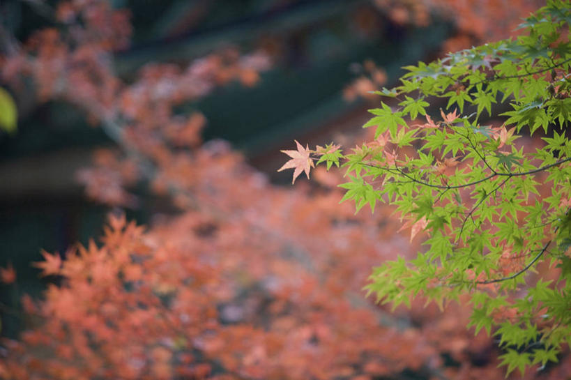 无人,横图,室外,特写,白天,正面,美景,秋季,树林,植物,叶子,朦胧,模糊,景观,枫叶,枯叶,绿叶,落叶,树,树木,黄色,红色,绿色,自然,嫩叶,景色,生长,成长,枫树叶,自然风光,叶,叶片,秋,秋天,彩图