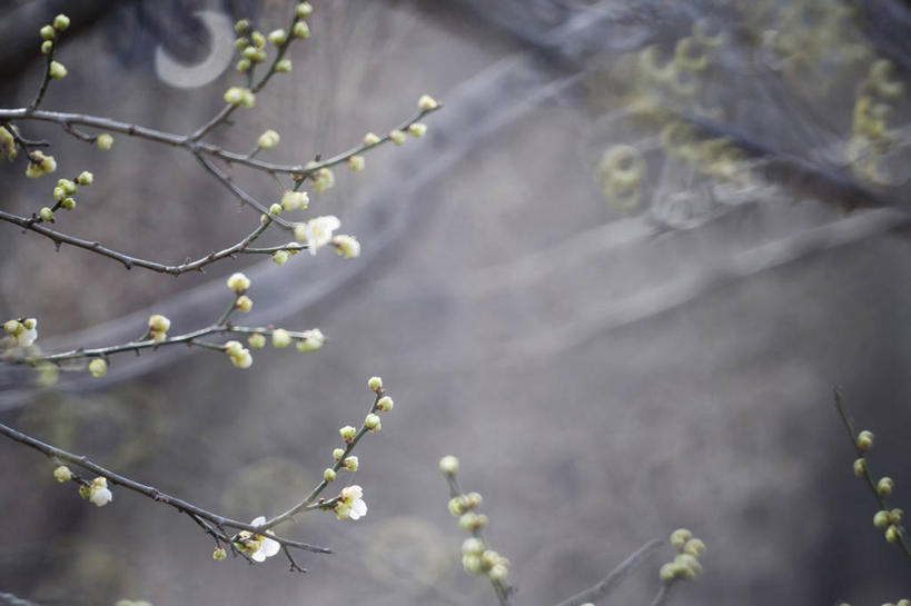 无人,横图,室外,白天,正面,美景,森林,树林,植物,阴影,朦胧,模糊,光线,影子,景观,发芽,枝条,树,树木,树枝,绿色,阳光,自然,春季,春天,景色,生长,成长,生机,生命,自然风光,抽芽,春日,虬枝,枝杈,彩图