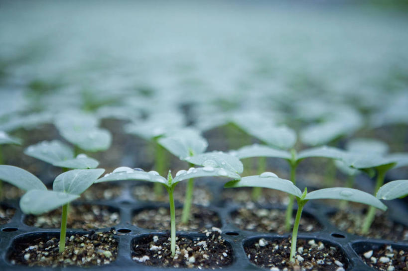 无人,横图,室外,特写,白天,正面,美景,一排,许多,生气,朦胧,模糊,整齐,并列,并排,景观,泥土,土壤,豆芽,很多,幼苗,排列,自然,嫩芽,景色,活力,朝气,生机,希望,队列,自然风光,豆芽菜,平行,芽苗菜,新苗,彩图