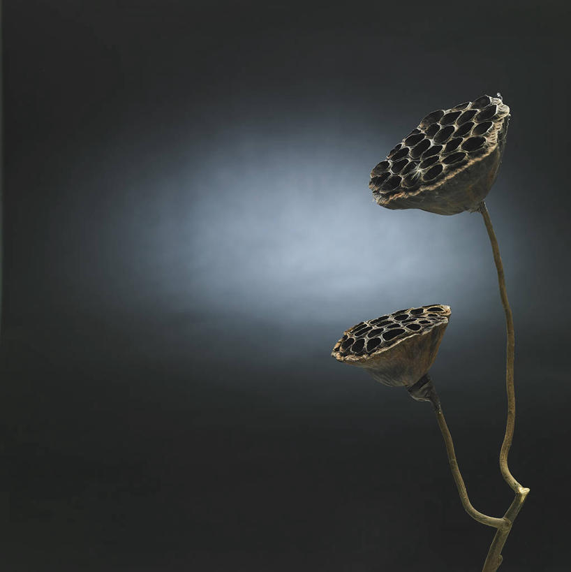 无人,竖图,室内,特写,白天,正面,阴影,灰色背景,反射,影子,两个,摄影,莲蓬,影棚,莲蓬子,莲子肉,彩图,影棚拍摄,拍摄