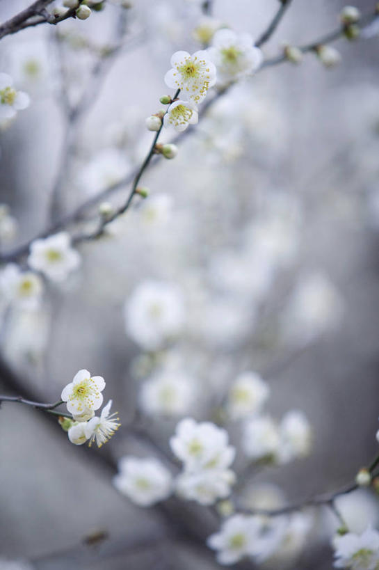 无人,竖图,室外,特写,白天,正面,花海,花圃,美景,植物,叶子,朦胧,模糊,盛开,景观,枝条,花蕾,花,花瓣,花朵,花卉,鲜花,树,树木,树枝,绿色,自然,花丛,花束,花田,花苞,花蕊,景色,生长,成长,梨花,自然风光,纯真,离别,虬枝,枝杈,彩图
