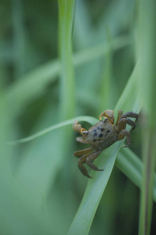 蟹,无人,竖图,室外,特写,白天,正面,美景,植物,野生动物,叶子,朦胧,模糊,螃蟹,景观,绿叶,爬行,绿色,自然,动物,爬,嫩叶,景色,可爱,活泼,生长,成长,自然风光,匍匐,甲壳动物,叶,叶片,彩图,全身