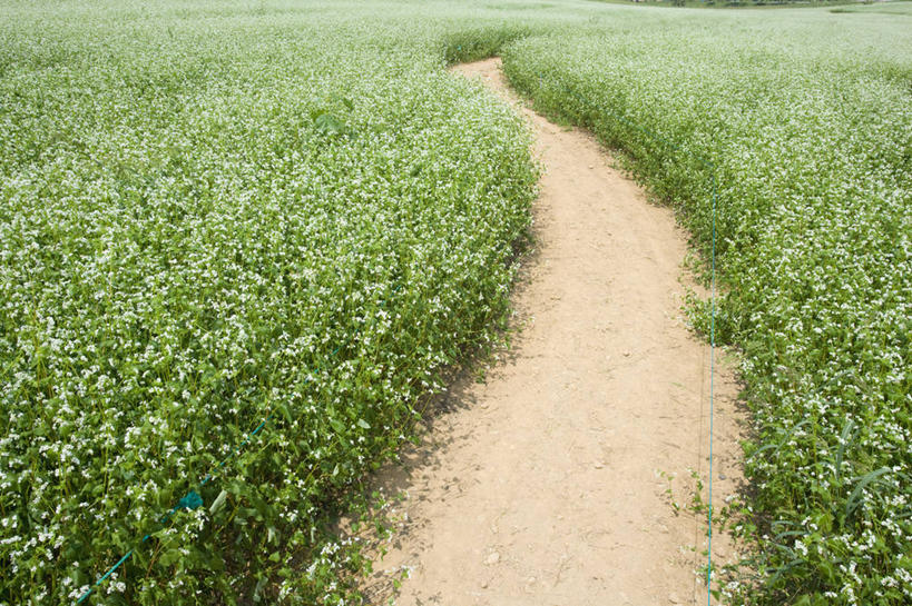 无人,横图,室外,白天,正面,农作物,花海,花圃,美景,植物,道路,路,叶子,阴影,曲折,弯曲,盛开,光线,影子,景观,小路,谷物,交通,荞麦,花蕾,花,花瓣,花朵,花卉,鲜花,绿色,白色,阳光,自然,花丛,花束,花田,花苞,花蕊,景色,蜿蜒,乡间小路,生长,荞麦花,成长,自然风光,彩图